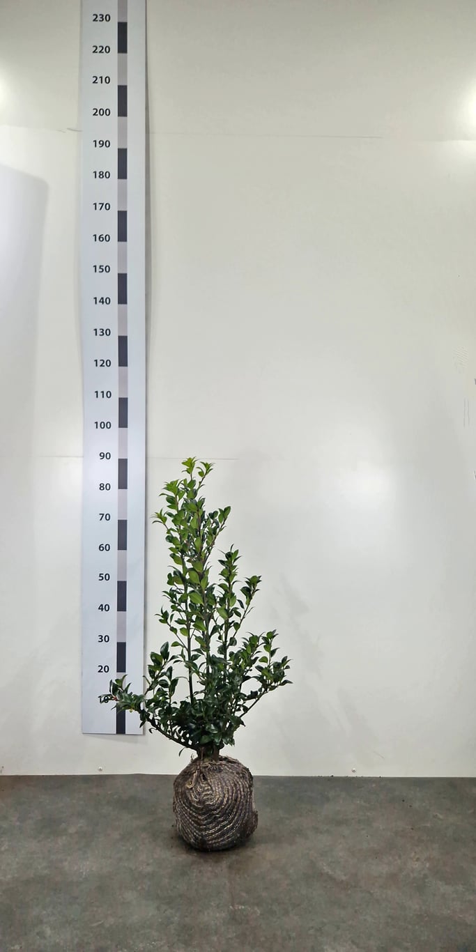 Ilex mes. 'Heckenfee' ® - 50-60 CM RB